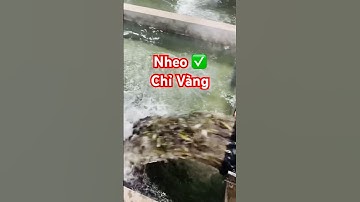 ✅ Giống Cá Nheo chỉ vàng mẫu 35-45 số lượng lớn #cagiong Bắc Ninh 0981536536 #giathuysan #canheo