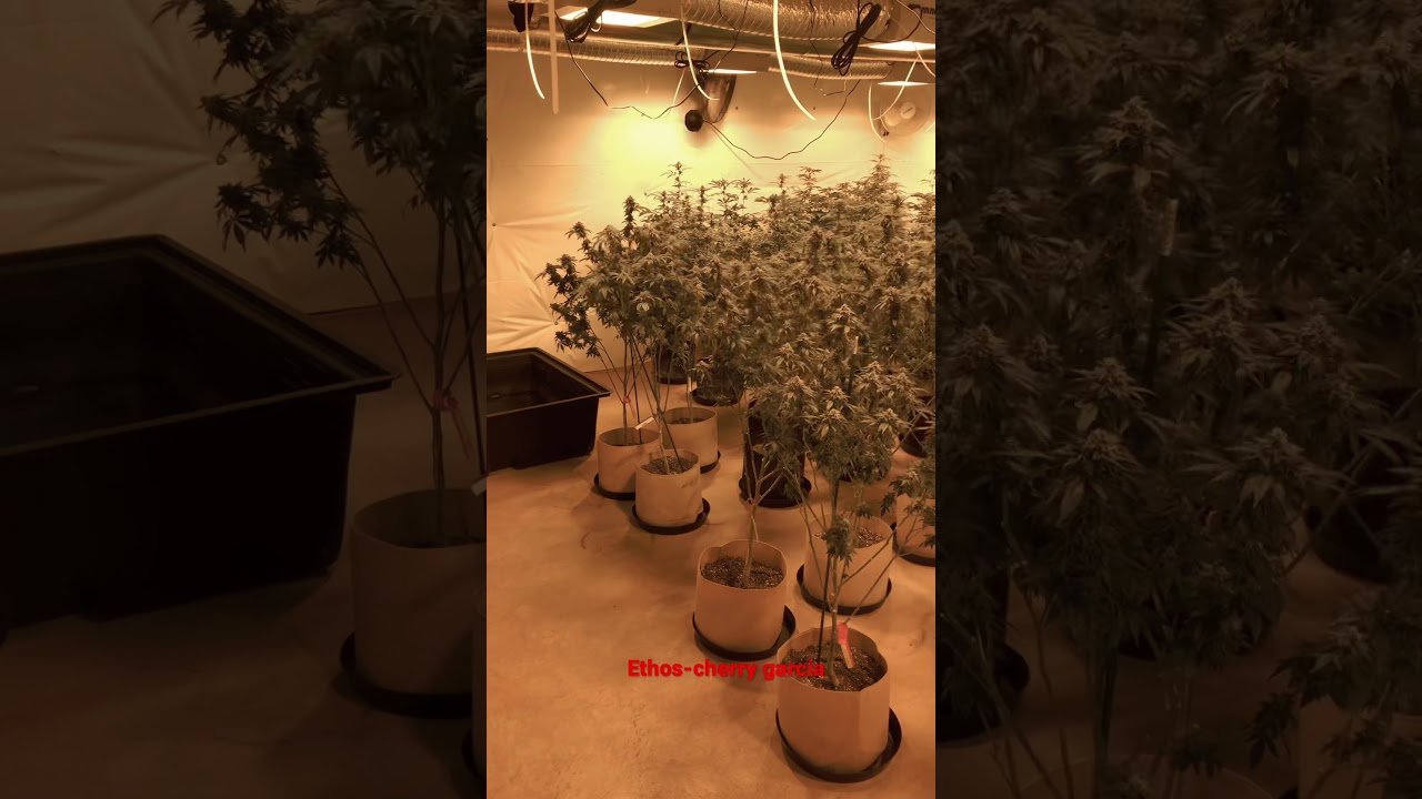 Ethos genetics (cherry garcia)