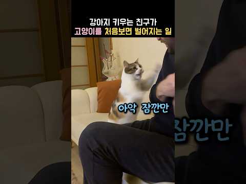 강아지 키우는 친구가 고양이를 처음보면 벌어지는 일 thumbnail