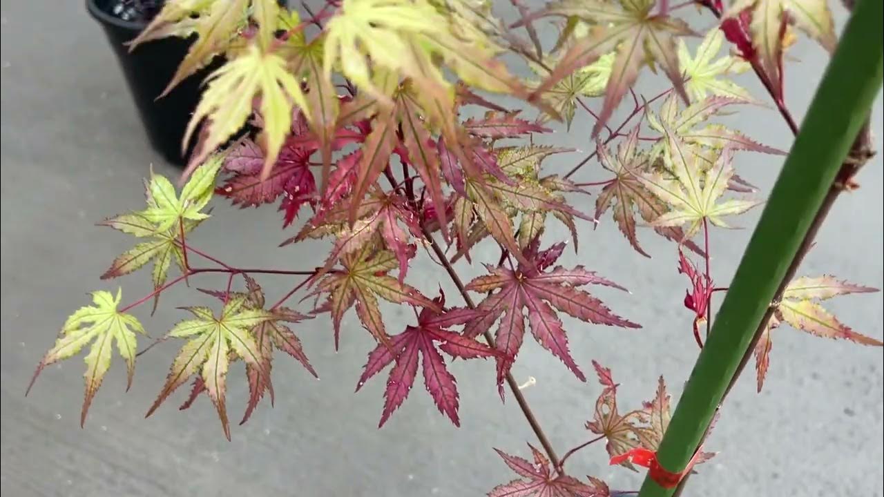 Acer Palmatum Strawberry Spring Japanese Maple YouTube