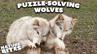 Wolves Show Off Their Incredible Intelligence Through Teamwork | Animal Conversations | Nature Bites by Nature Bites 2,879 views 4 days ago 2 minutes, 50 seconds