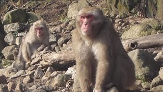 ボスザル「ゾロメ」就任 大分・高崎山自然動物園