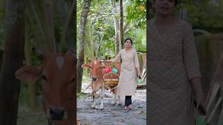 Daily Dose Interesting Facts About Cow Life Stories With Gayathri Arun