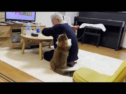 帰って行くおじいちゃんを少し寂しそうに最後まで見送る猫