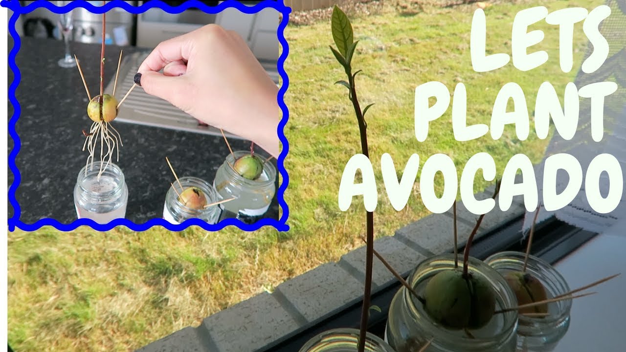 HOW TO GROW AVOCADO SEED | March 2018 - YouTube