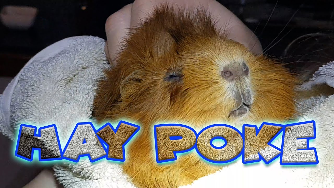 Guinea pig Hay Poke Removal how to treat and care for something in eye YouTube