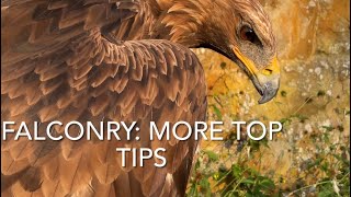 Falconry: Harris’ Hawks to Eagles: more top tips