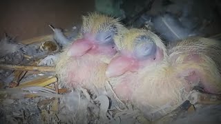 New born baby's  #Fantail #Pigeon #lakha #kabotr #Pakistan
