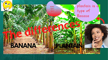 Are bananas and plantains the same?