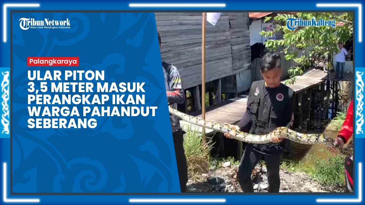 Masuk Perangkap Ikan, Tim ERP Animal Rescue Evakuasi Piton Sepanjang 3,5 Meter di Pahandut Seberang