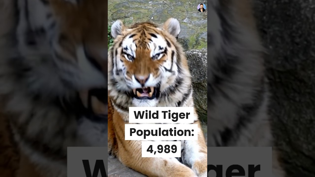 🐅🌳 Wild Tiger Population Crisis! 🌍 