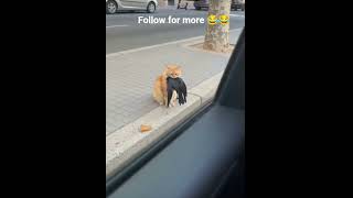 most funny video #video #funny #viral #comedy