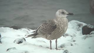 セグロカモメ（1）冬鳥（舳倉島、銚子市、北海道ほか） - European