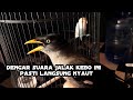 sekali putar saja jalak kebo yg diam langsung nyaut dengar suara jalak kebo ini auto gacor