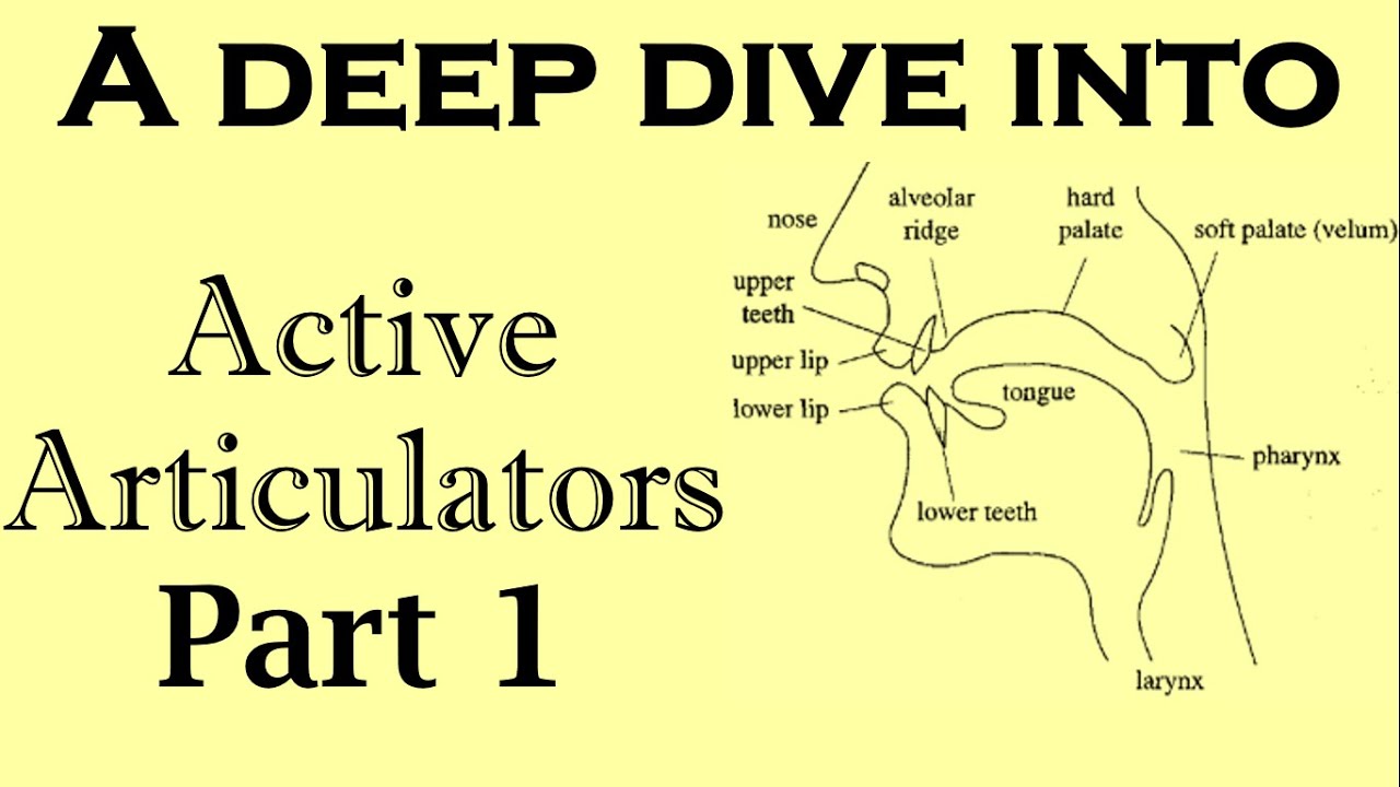 Active Articulation/ Articulates [Part 1] YouTube