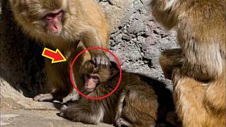 Monkey Adopts Orphan Baby Monkey Unexpected Bond That Touched Millions