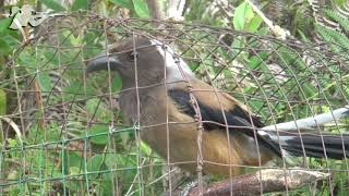 SUARA PIKAT BURUNG HERLUNG - SUARA PIKAT PENTET RAJA EKOR PANJANG