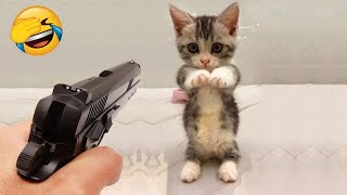 Funny Dogs And Cats Videos 2023 😅 - Best Funniest Animal Videos Of The Month  #20 by AAAF Pets 2,008 views 5 months ago 12 minutes, 18 seconds