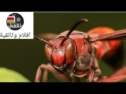 ملكة الدبابير وبناء مملكتها الجبارة وثائقي خطيير عن الزنابير 
