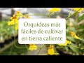 Orquídeas más fáciles de cultivar en tierra caliente | Alma del Bosque