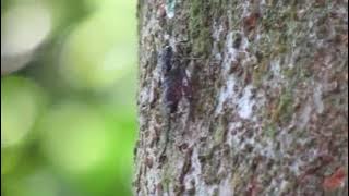 ,, Tonggeret ( Cicada ) atao Cindeleret Mini