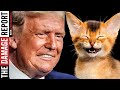 Trump HUMILIATED, Fact-Checked By Cats!