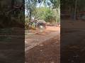 Elephant in violent action #destruction #animalattack #rage #attack #elephant #destruction #wildlife
