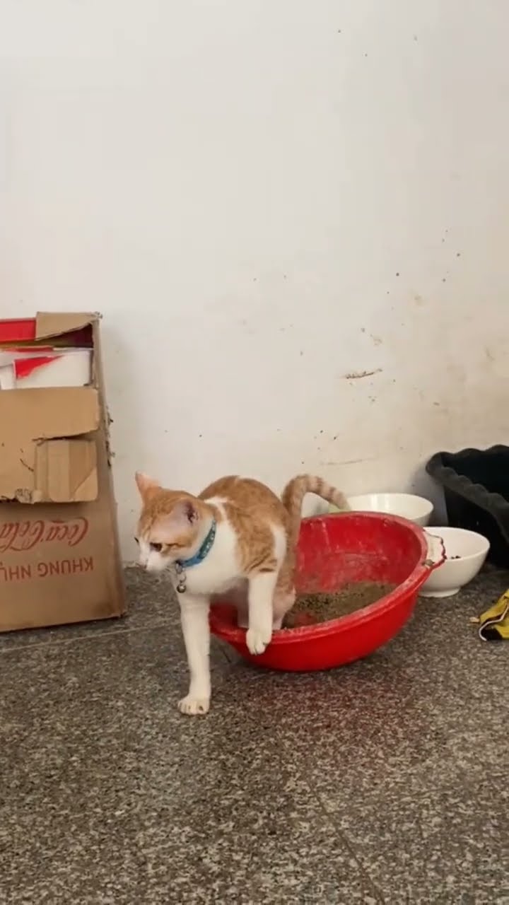 Top des vidéos très mignon ♥️ ❄️ ♥️ ❄️ ♥️