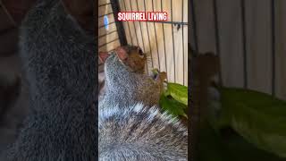 Download Lagu How my #Squirrel #Summer spends her time 😆 MP3