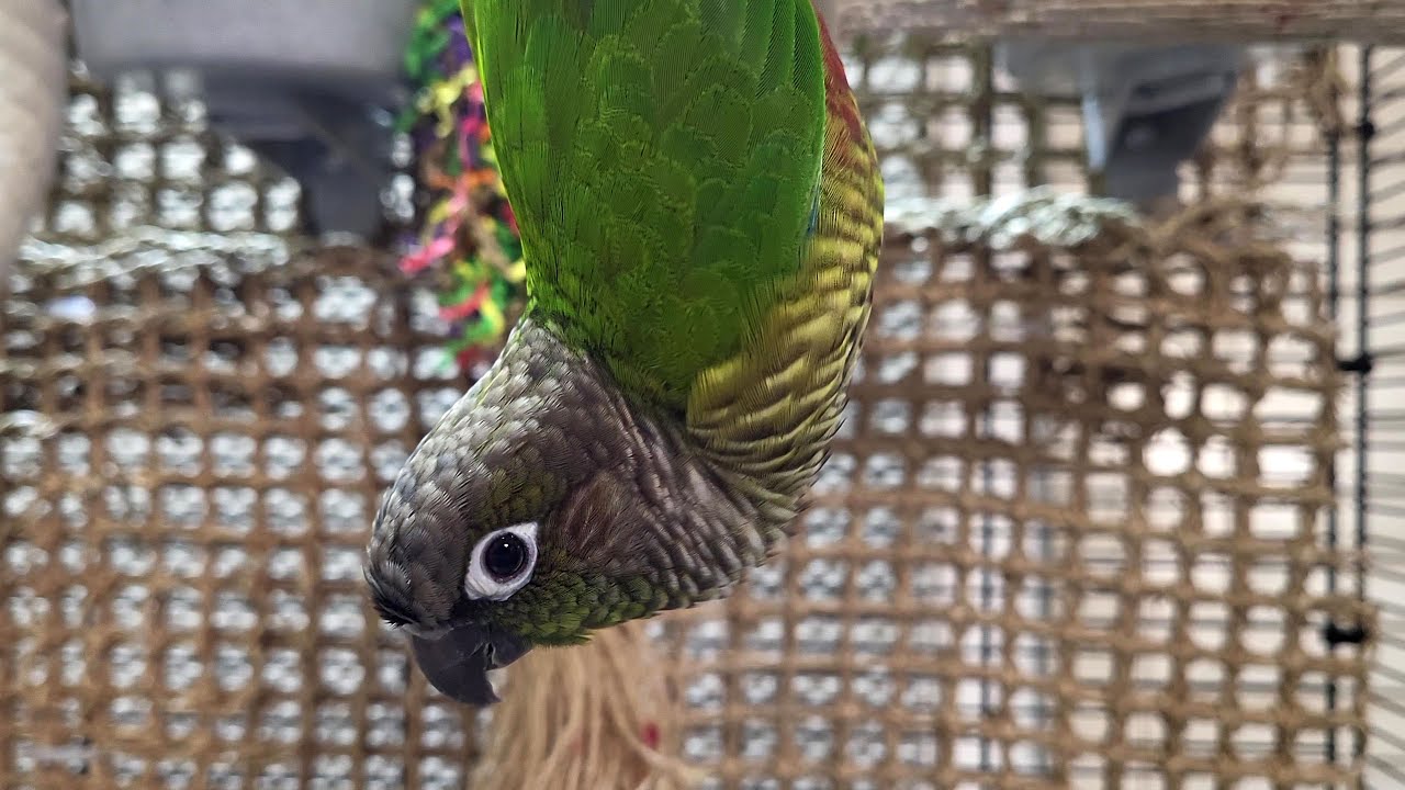 conure parakeet sounds for 7 hours