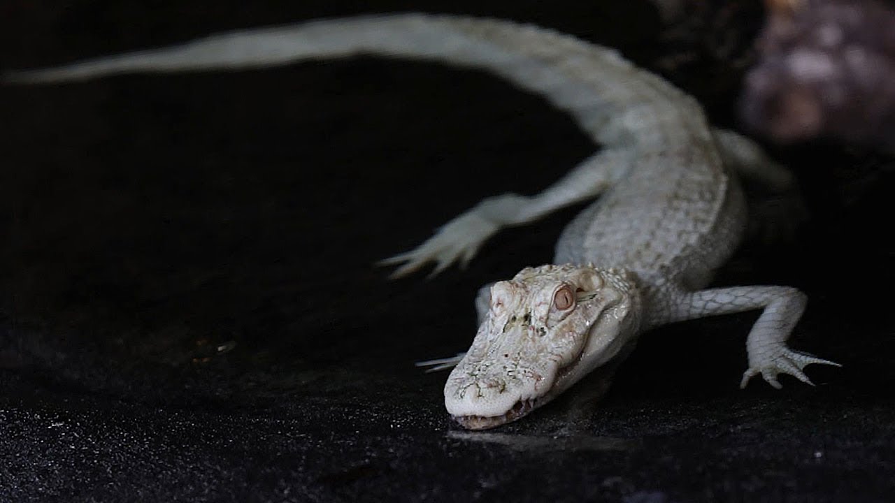 Rare Albino Alligators Arrive at Aquarium YouTube