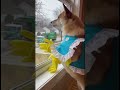 Chihuahua Barks At Garbage Truck LOL