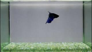 J91 Male Fancy Blue Devil HM premium Grade from Thailand