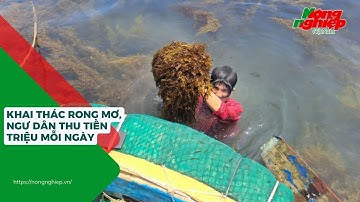Khai thác rong mơ, ngư dân thu tiền triệu mỗi ngày