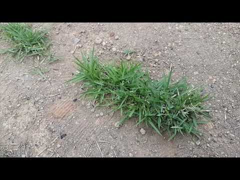 Vídeo: Como espalhar grama zoysia?