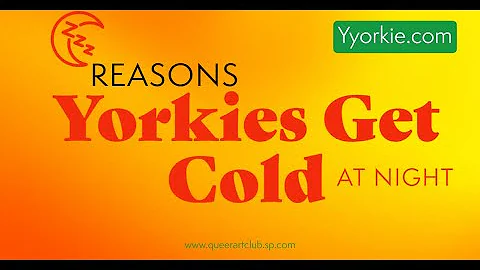 Reason Your Yorkie Might Be Colder Than You Think At Night