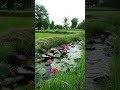 Relaxing Sleep Music + Night Nature Sounds 🎵 Soft Crickets, Calming Piano