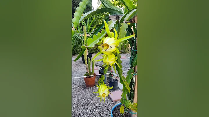 Busy bees pollinating dragon fruit blooms. Mother ...