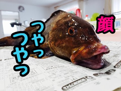 【海釣り】デカアイナメ～大物キタ！？久々の釣りで心臓ドキドキフィッシングそして捌いてお刺身&唐揚げ,青森,八戸