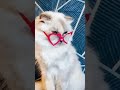 #funny #comedy #cat #catmemes  #catholic like and subscribe