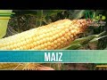 Produccion de Maiz - TvAgro por Juan Gonzalo Angel