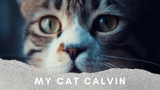 MY CAT CALVIN.4K