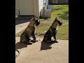 Kung Fu Puppies - Steadfast Standard Schnauzer's Flag Day Litter at play