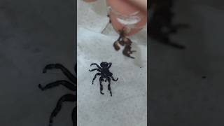 Jumping Spider Mismolt