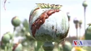 Big profits keep Afghan farmers hooked on opium poppies - VOA Ashna