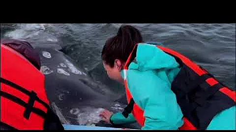 Mexican Gray Whales - the Happy Dogs of the Sea!