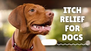 How to End Your Dog's Constant Scratching With These Natural Dog Probiotic Chews | PawMedica