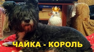 Чайка Чуи отжала комнату у людей и собак Чайка Чуи отжала комнату у людей и собак