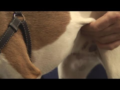 How To Castrate Male Dogs - YouTube