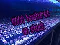 6000 litres et 6000 boutures de coraux frag projet all marine